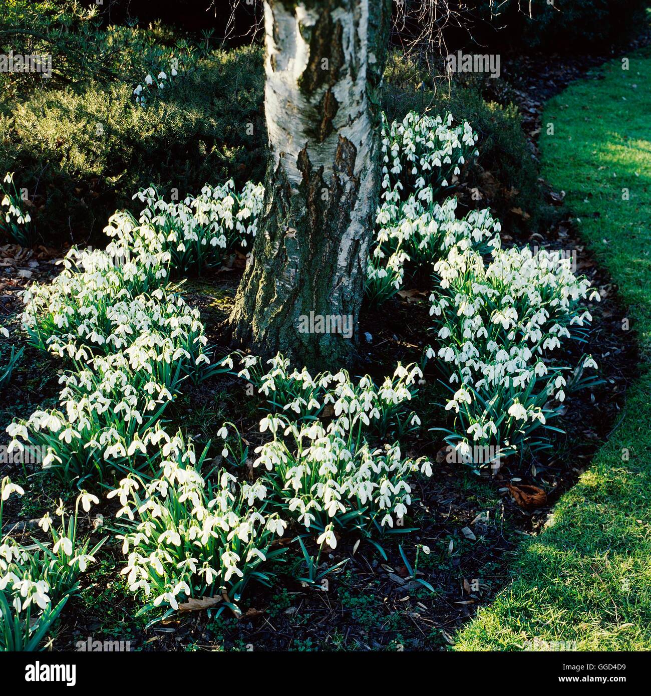 Galanthus - `S. Arnott' AGM- beneath Betula   BUL005585 Stock Photo